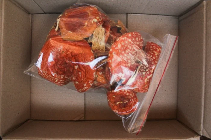 Мухомор Червоний Amanita muscaria, висушений- фото № 3