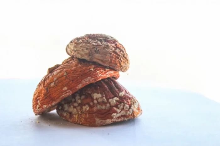 Мухомор Червоний Нерозкриті Капелюшки у вакуумній упаковці- фото № 1