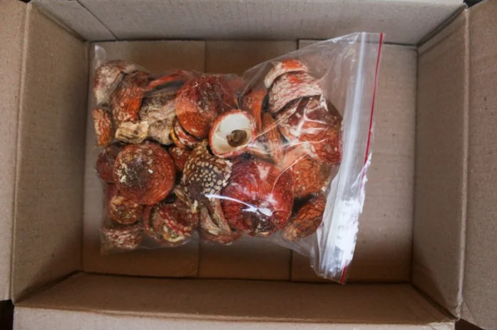 Мухомор Червоний Нерозкриті Капелюшки у вакуумній упаковці- фото № 2