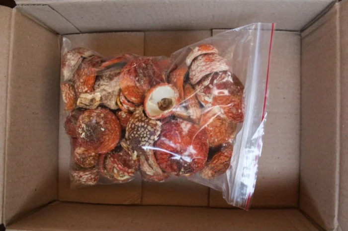 Мухомор Червоний Нерозкриті Капелюшки у вакуумній упаковці- фото № 3