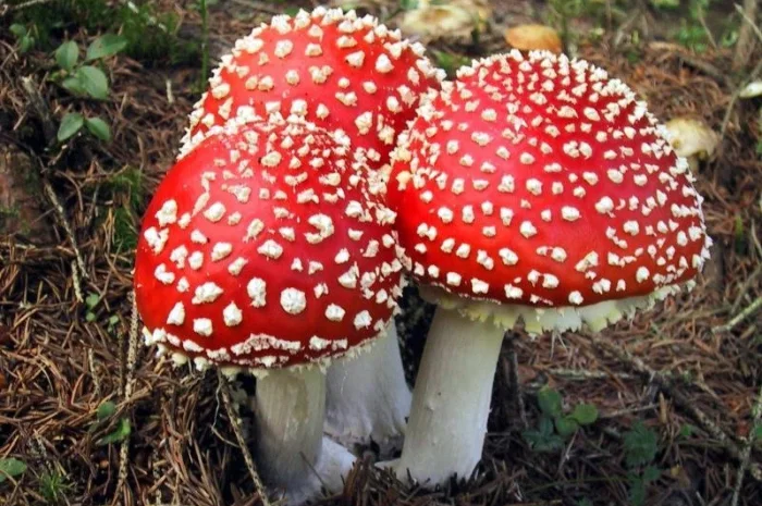 Сушеные ножки мухомора- фото № 1