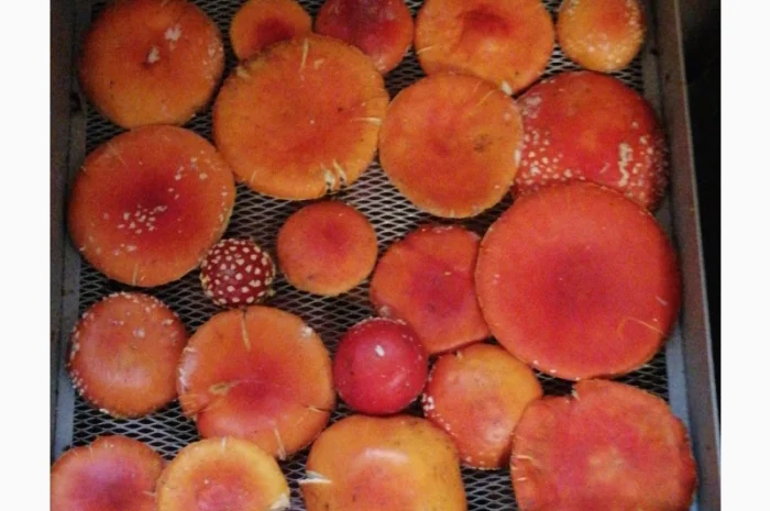 Сушені шляпки мухомора червоного (Amanita Muscaria) на продаж- фото № 1