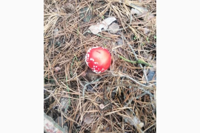 Сушені шляпки мухомора червоного (Amanita Muscaria) на продаж- фото № 2