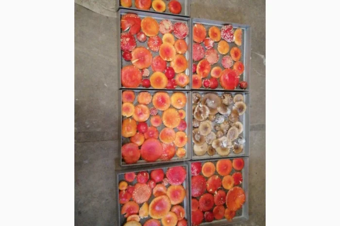 Сушені шляпки мухомора червоного (Amanita Muscaria) на продаж- фото № 3