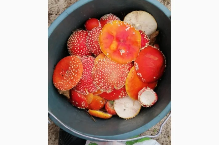 Сушені шляпки мухомора червоного (Amanita Muscaria) на продаж- фото № 4