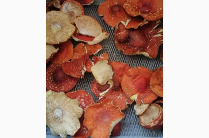 Сушені шляпки мухомора червоного (Amanita Muscaria) на продаж- фото № 6