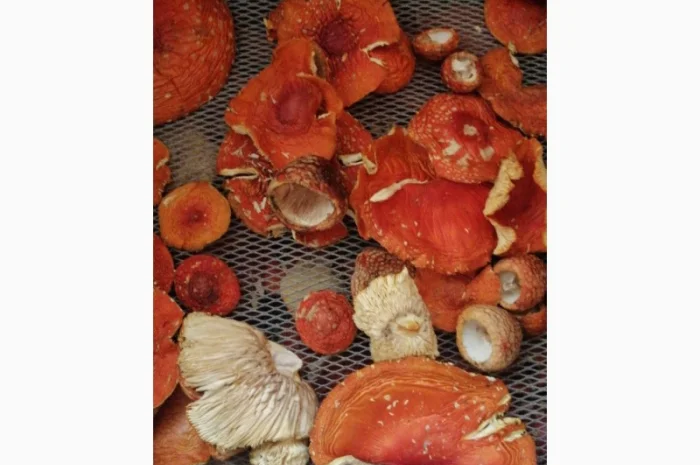 Сушені шляпки мухомора червоного (Amanita Muscaria) на продаж- фото № 7