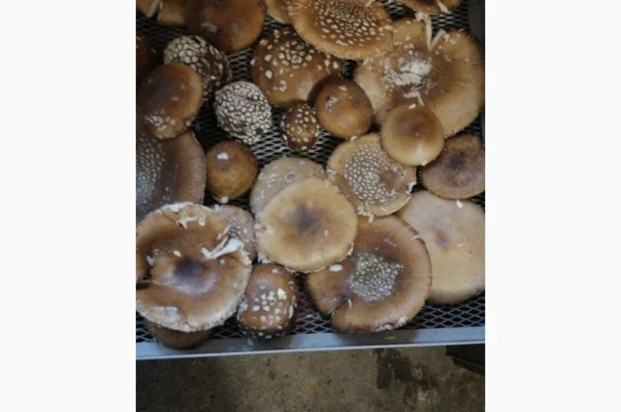 Продаю сушений мухомор пантерний- фото № 1