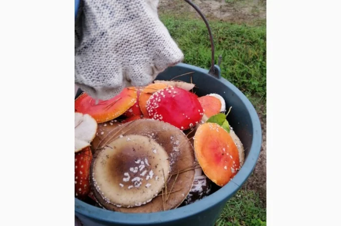 Продаю сушений мухомор пантерний- фото № 2