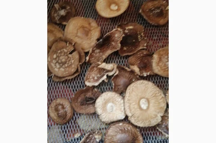 Продаю сушений мухомор пантерний- фото № 4