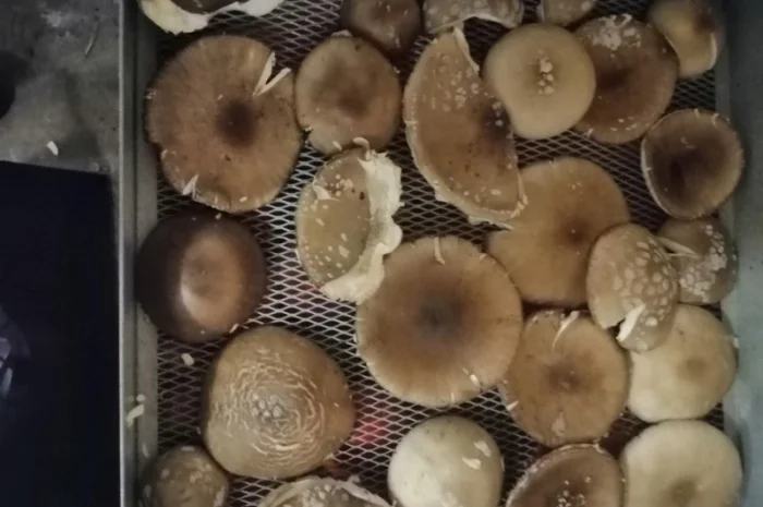 Продаю сушений мухомор пантерний- фото № 5