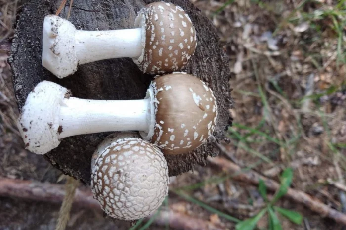 Закупка пантерного гриба- фото № 1