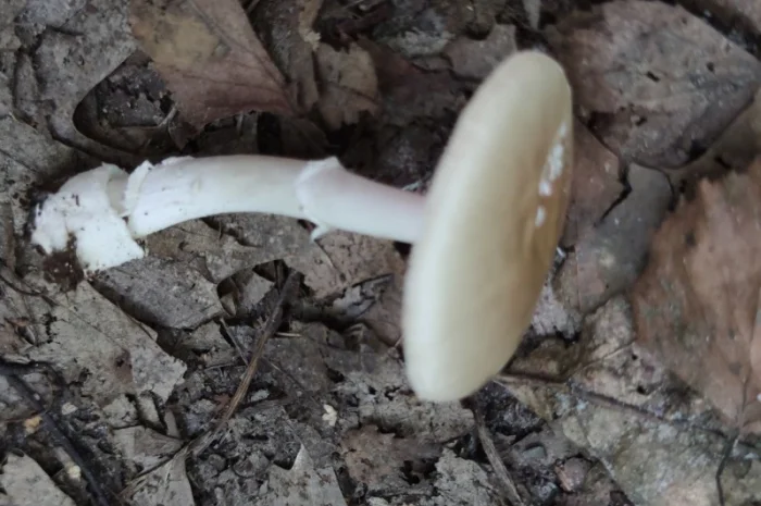 Закупка пантерного гриба- фото № 2