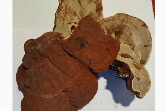 Продам трутовик плоский (художника)- фото № 1