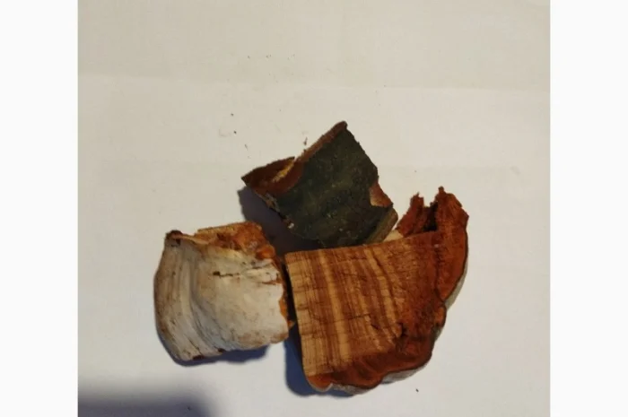 Продам трутовик справжній- фото № 1