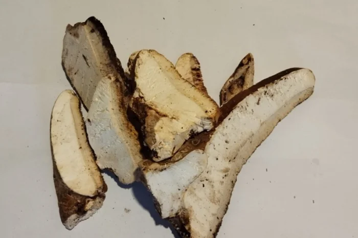 Продам трутовик березова губка- фото № 1