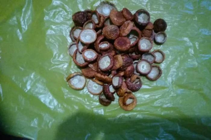 Продам шляпки красного мухомора(сухие)- фото № 3