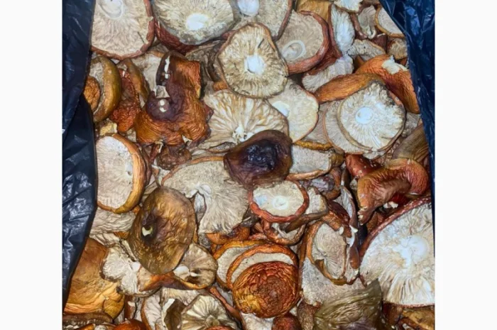 Продам мухомор червоний- фото № 1