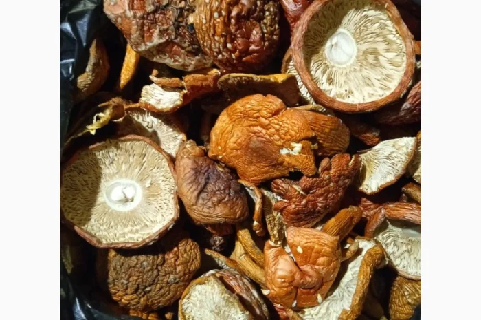 Продам мухомор червоний- фото № 10