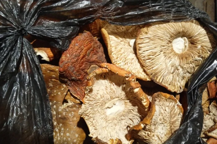 Продам мухомор червоний- фото № 11