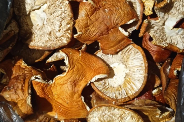 Продам мухомор червоний- фото № 12