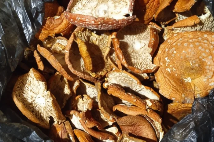 Продам мухомор червоний- фото № 13