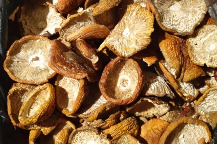 Продам мухомор червоний- фото № 14