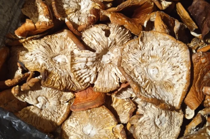 Продам мухомор червоний- фото № 15