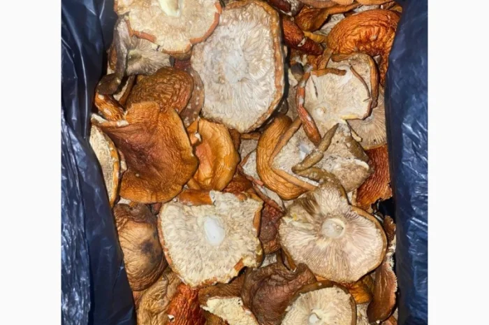 Продам мухомор червоний- фото № 3