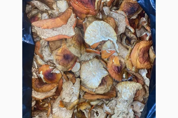 Продам мухомор червоний- фото № 4