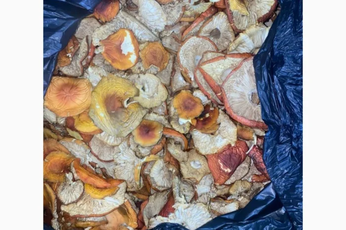 Продам мухомор червоний- фото № 5