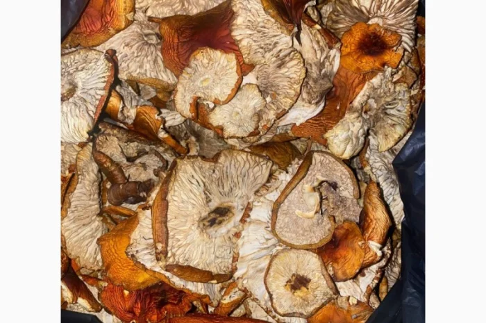 Продам мухомор червоний- фото № 6