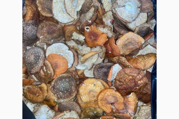 Продам мухомор червоний- фото № 7