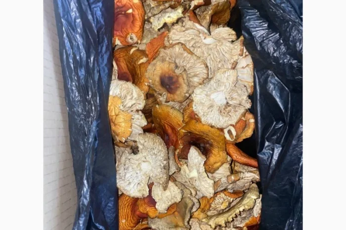 Продам мухомор червоний- фото № 9