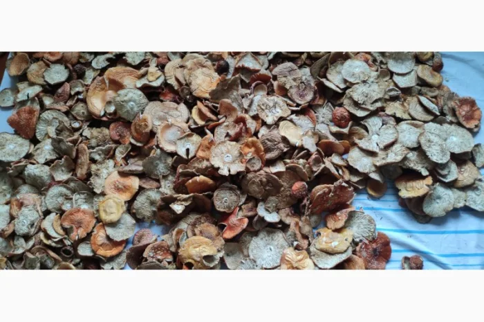 Мухомори червоні- фото № 1