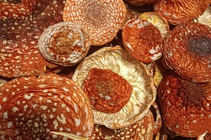 Продам Мухомор червоний ( Amanita M.)- фото № 1