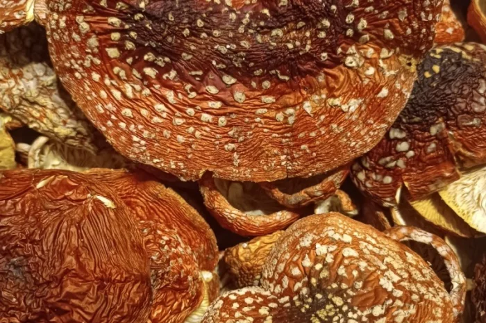 Продам Мухомор червоний ( Amanita M.)- фото № 2