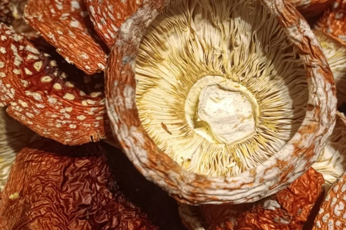 Продам Мухомор червоний- фото № 1