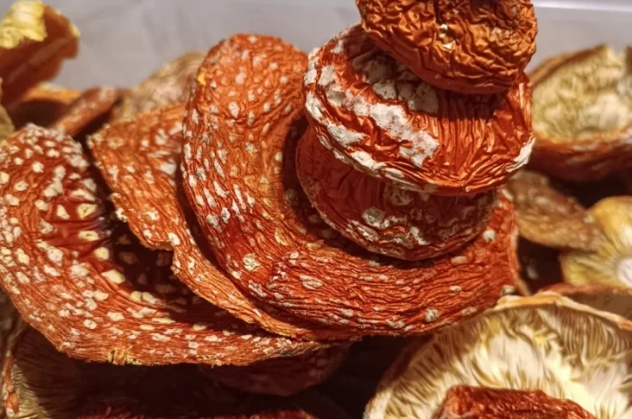 Продам Мухомор червоний- фото № 2