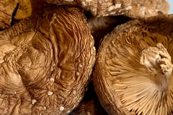 Мухомор Пантерний продам- фото № 1