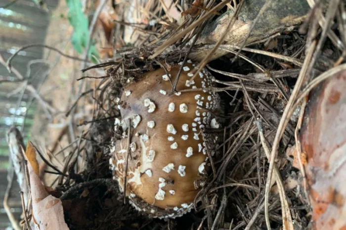 Мухомор Пантерний продам- фото № 2