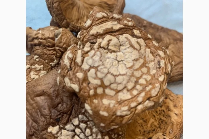 Мухомор Пантерний продам- фото № 3