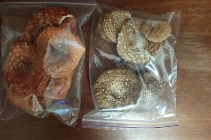 Шляпки сушеные мухомора пантерного- фото № 1