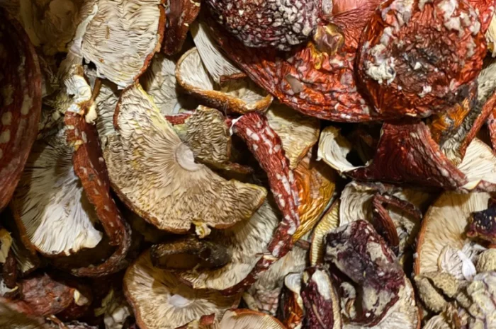 Продаю сушені гриби, мухомори- фото № 3