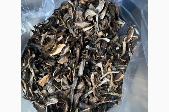 Куплю оптом козар підберезник підосичник дорого- фото № 1