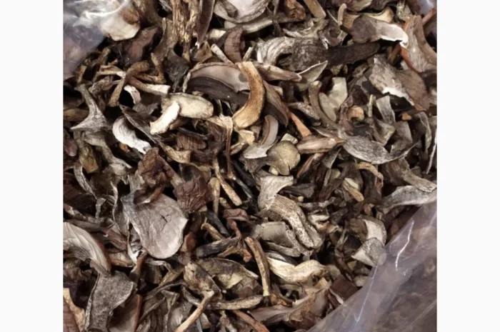 Куплю оптом козар підберезник підосичник дорого- фото № 3