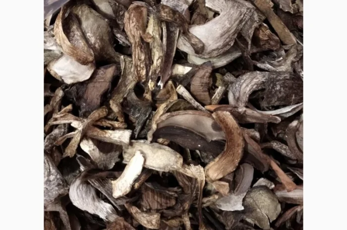 Куплю оптом козар підберезник підосичник дорого- фото № 4