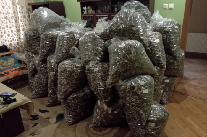 Куплю оптом козар підберезник підосичник дорого- фото № 5