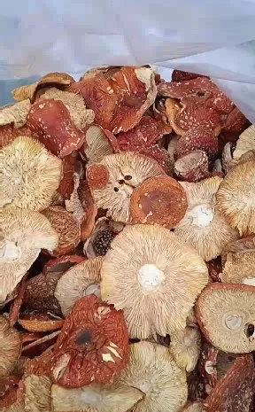 Продам мухоморы оптом- фото № 1