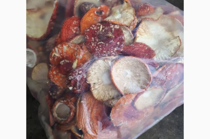 Продам мухоморы оптом- фото № 2